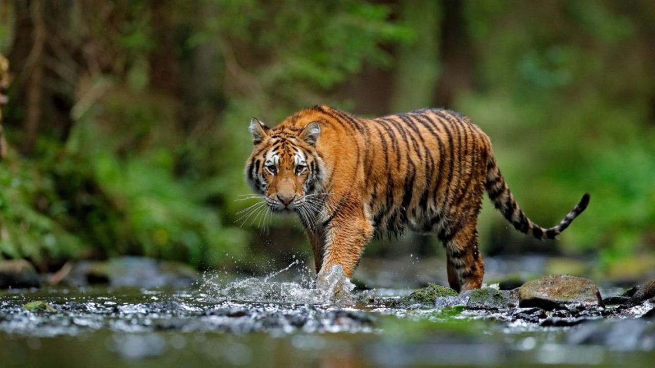 Pendiam, Licik & Sentiasa Jaga Wilayah Antara Sifat Harimau Yang Ditakuti