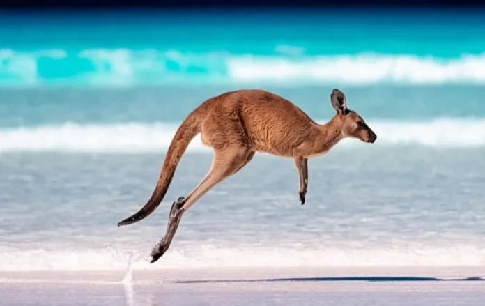 Unique Kangaroo Behavior Rarely Recorded In Front Of Humans